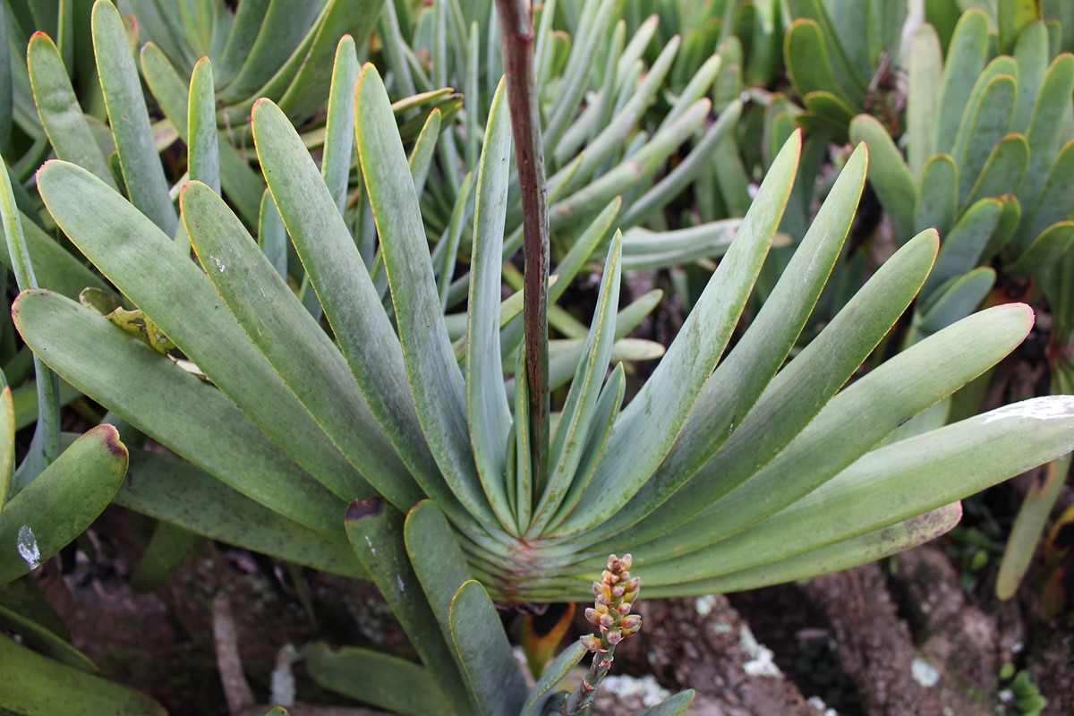 Aloe plicatilis (1)